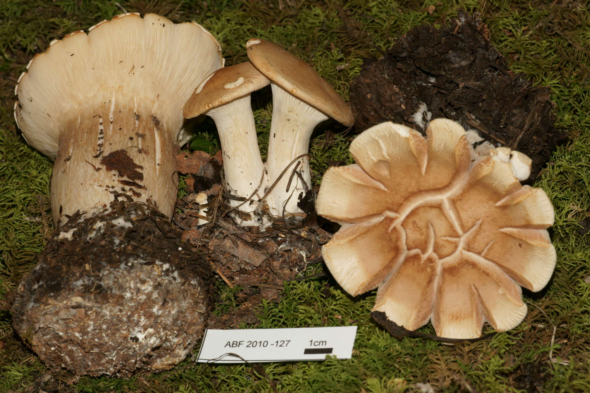 Image of Aspropaxillus