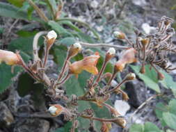 Imagem de Rhytidophyllum auriculatum Hook.