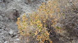 Image of Orcutt's aster