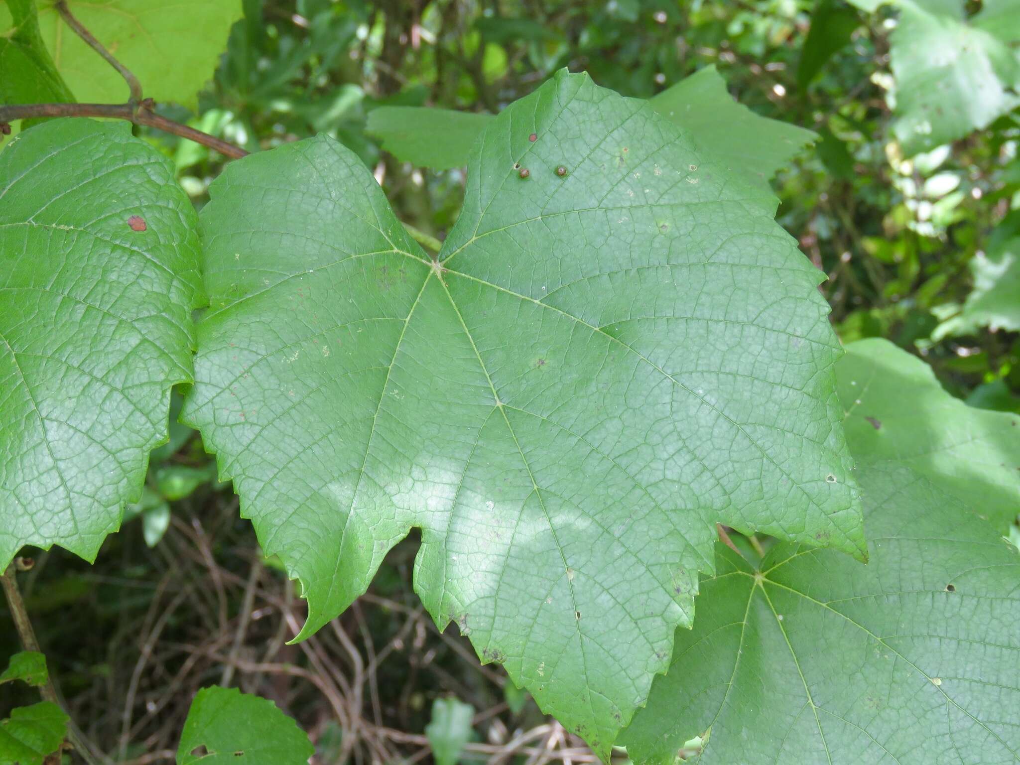 Image of summer grape