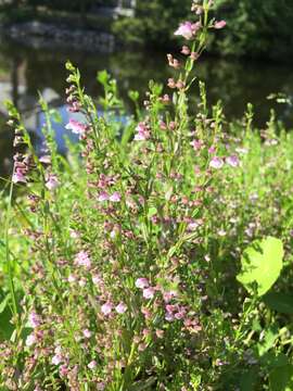 Image of South American Skullcap