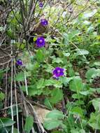 Image of Parry's phacelia