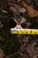 Image of Caladenia cala Hopper & A. P. Br.