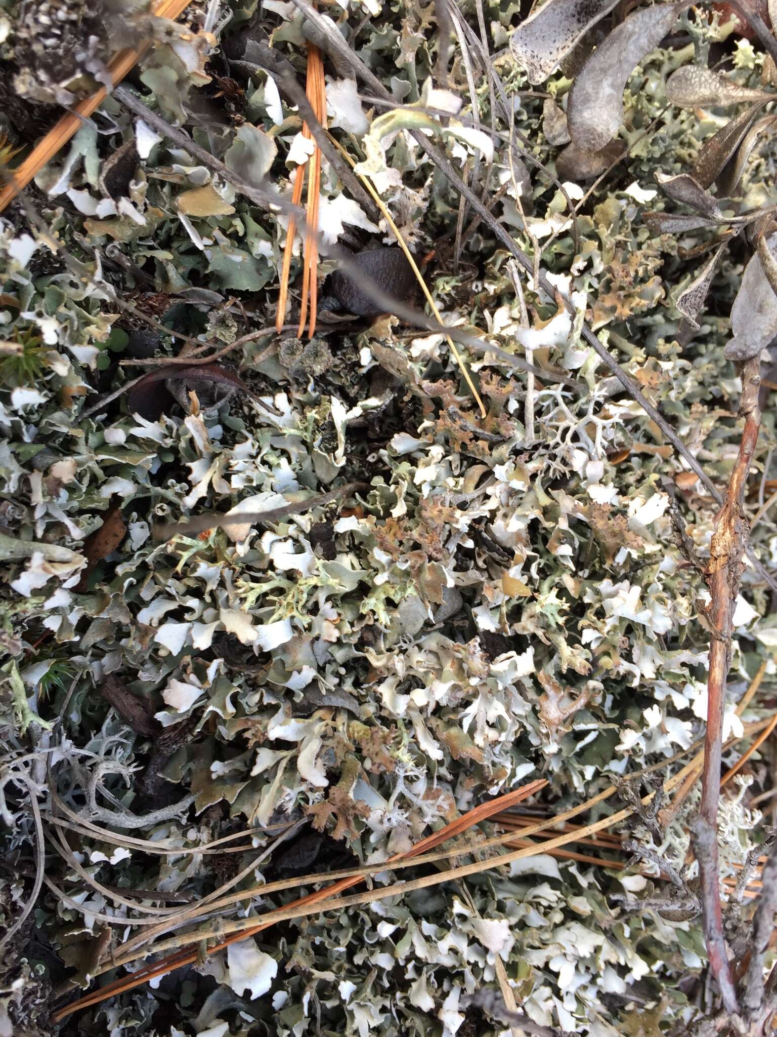 Image of Cladonia turgida Ehrh. ex Hoffm.