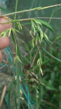 Image of Mauritian grass