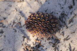 Imagem de Allocasuarina verticillata (Lam.) L. A. S. Johnson