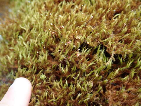 Image of Menzies' anacolia moss