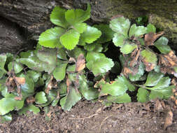 Image of Asplenium pauperequitum Brownsey & P. J. Jacks.