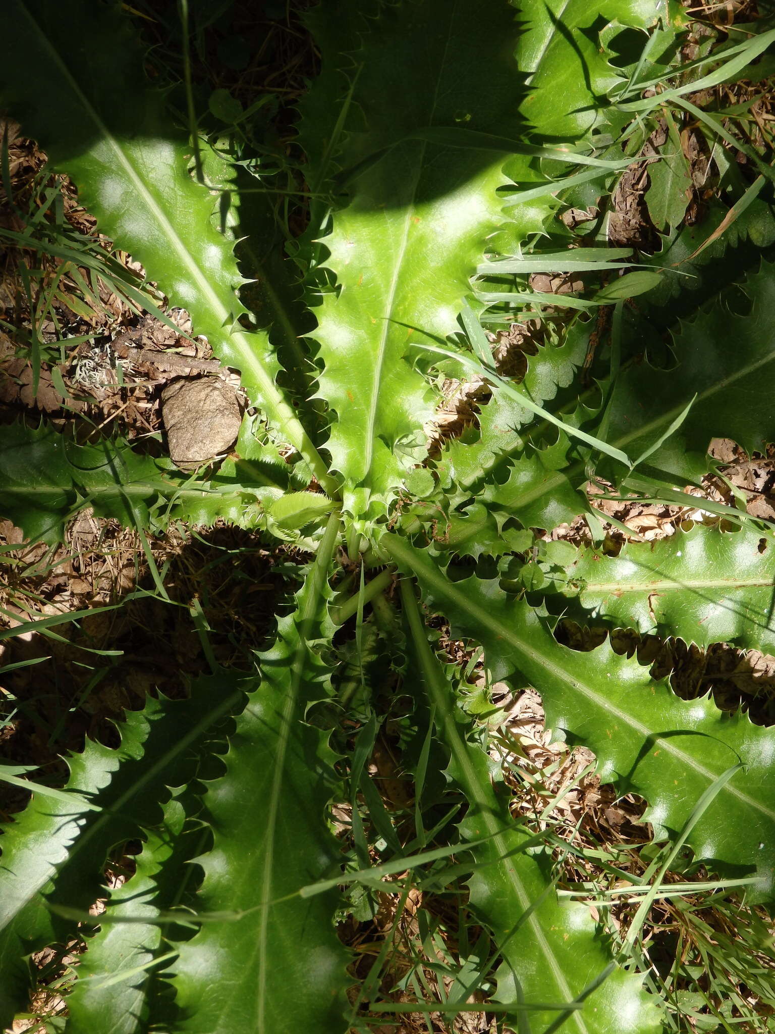 Imagem de Eryngium duriaei Gay ex Boiss.