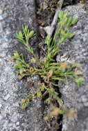 Image of annual pearlwort