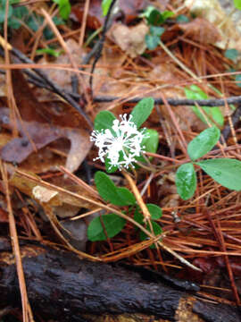 Imagem de Panax trifolius L.