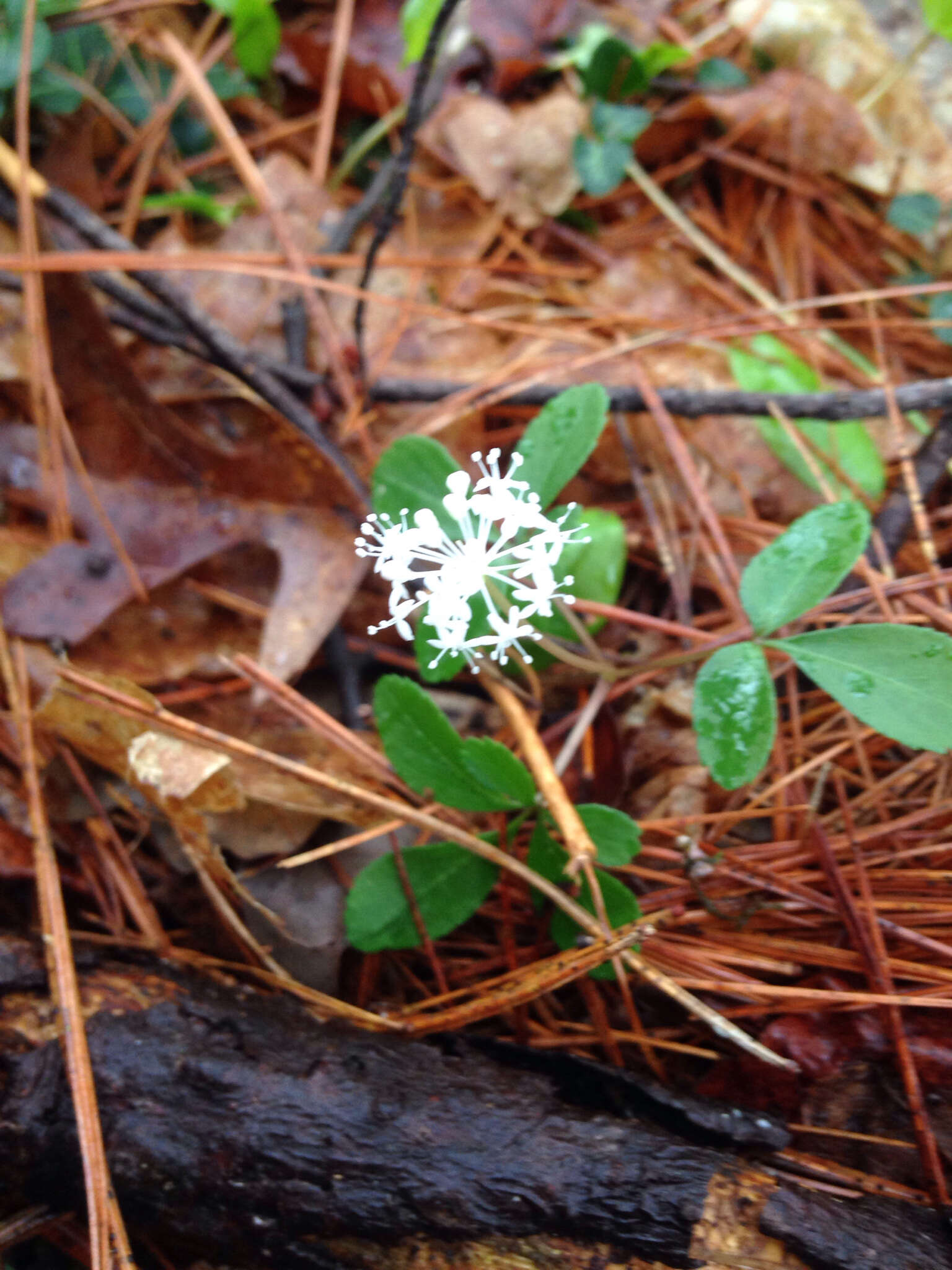 Image of dwarf ginseng