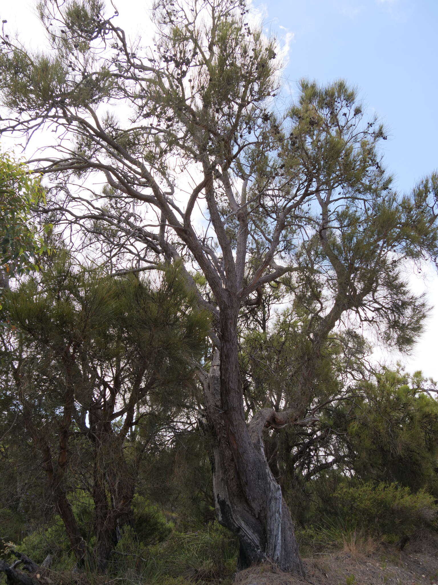 Image of Allocasuarina fraseriana (Miq.) L. A. S. Johnson