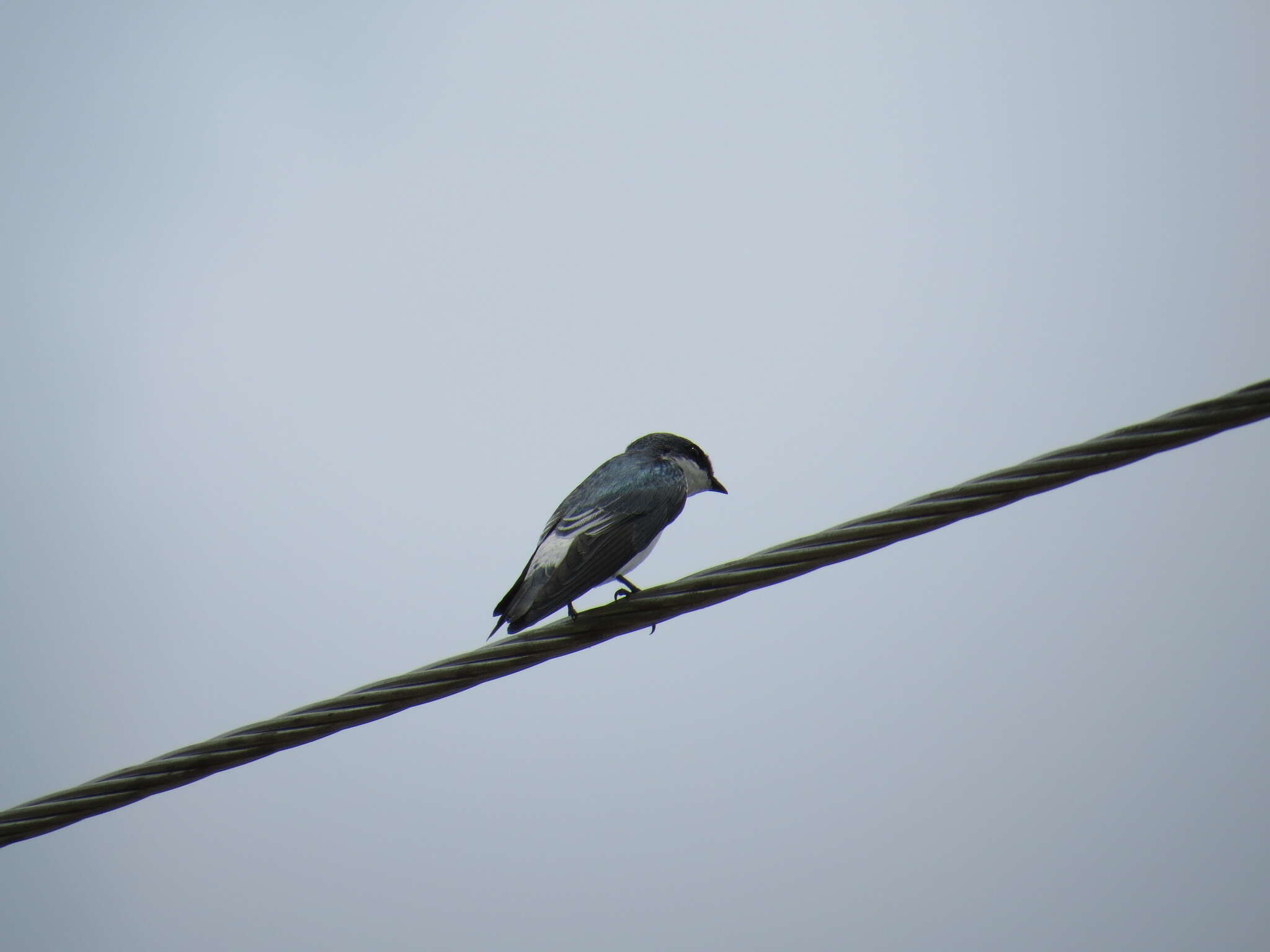 Image of Mangrove Swallow