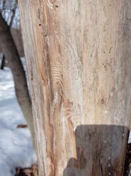 Image of Dutch elm disease beetle