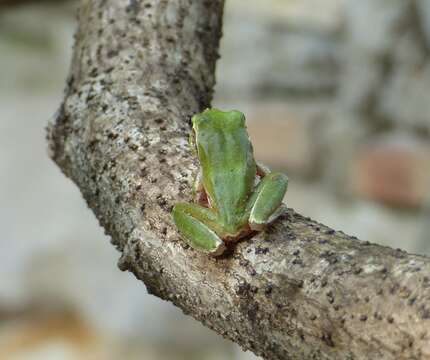 Image of Mediterranean Tree Frog