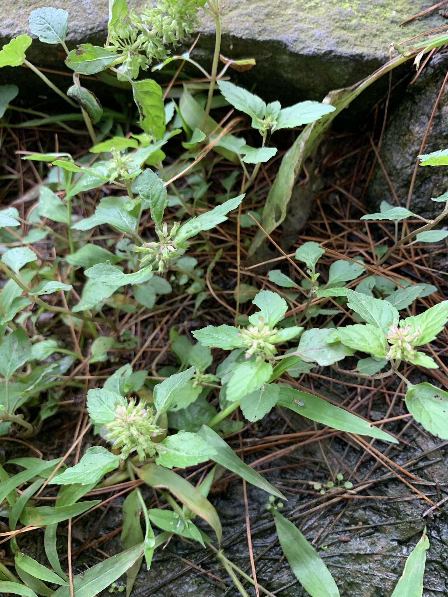 Image de Clinopodium gracile (Benth.) Kuntze