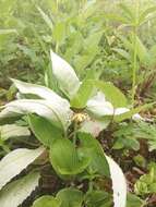 Image of Spotted lady slipper