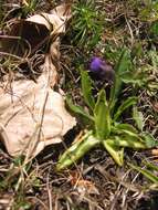 Image of Pinguicula apuana Casper & Ansaldi