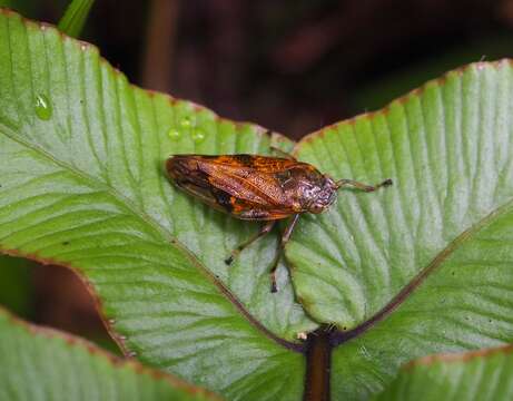 Image de Pseudaphronella