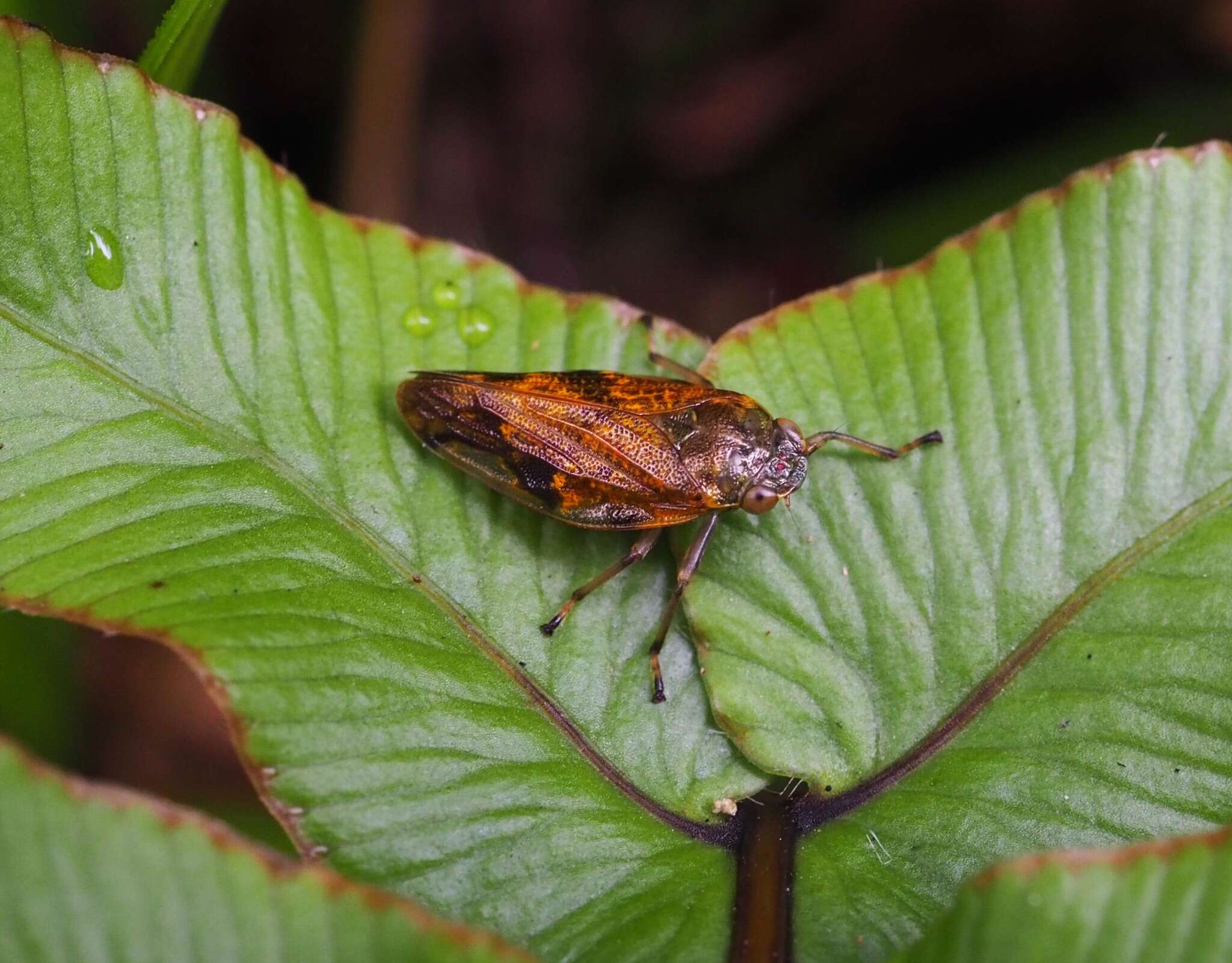 Слика од Pseudaphronella