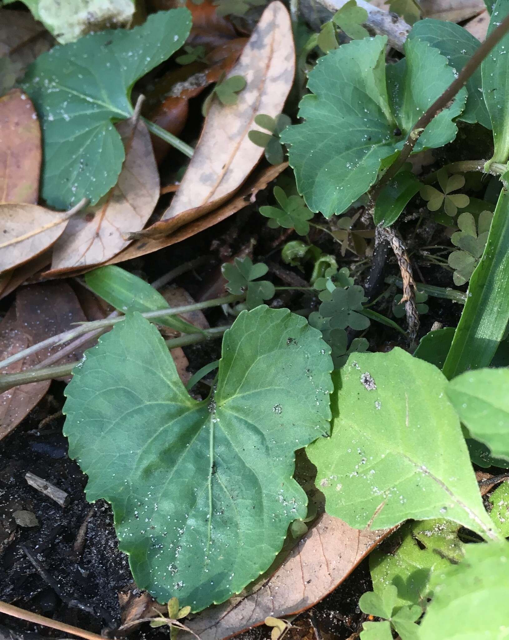 Viola edulis Spach resmi