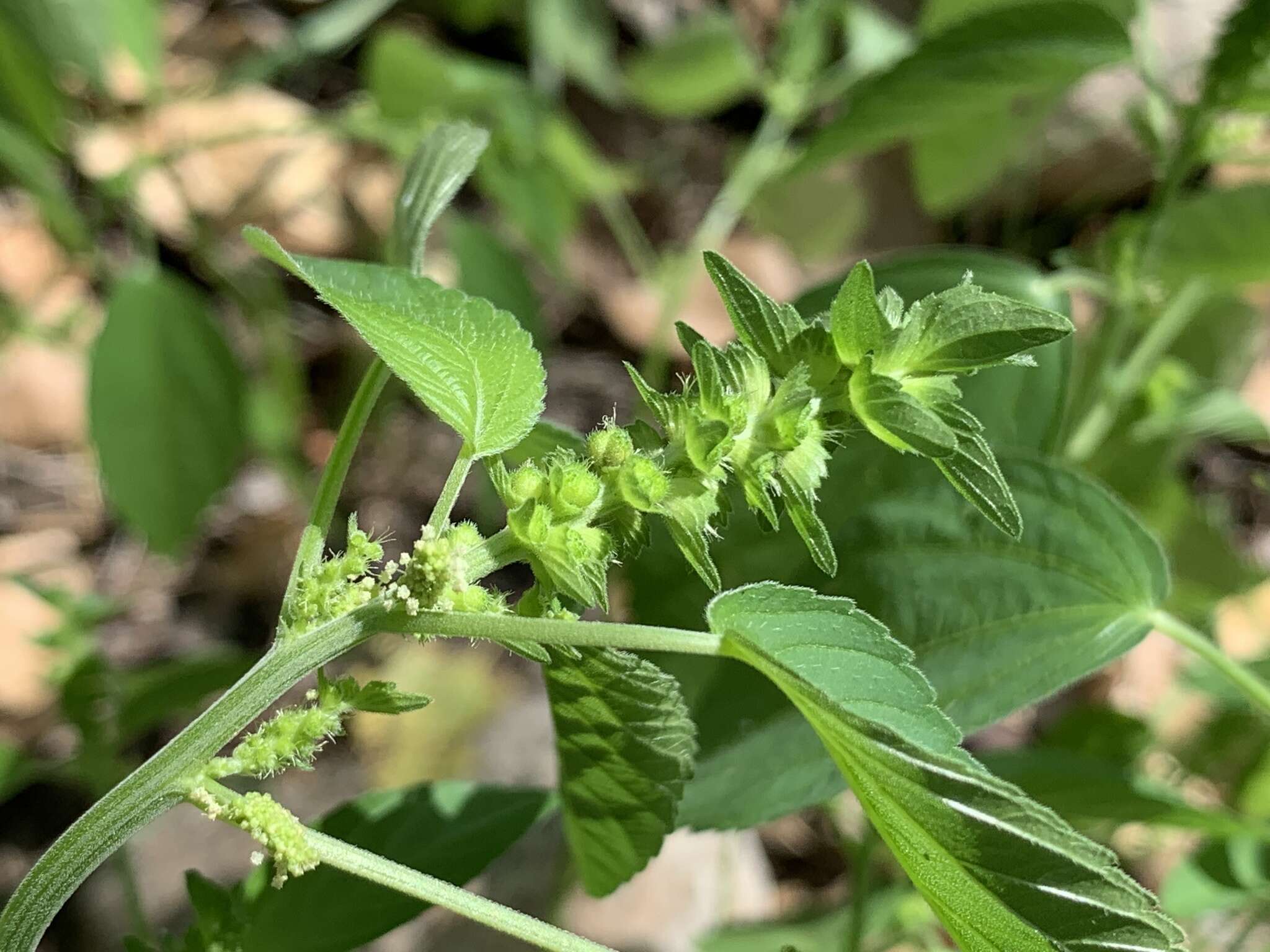 Imagem de Acalypha neomexicana Müll. Arg.