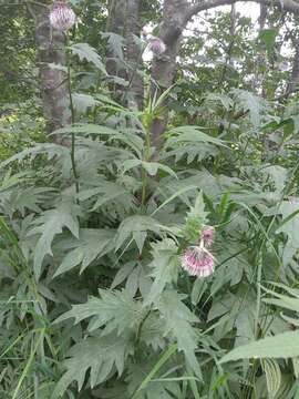 Слика од Cirsium kamtschaticum Ledeb. ex DC.