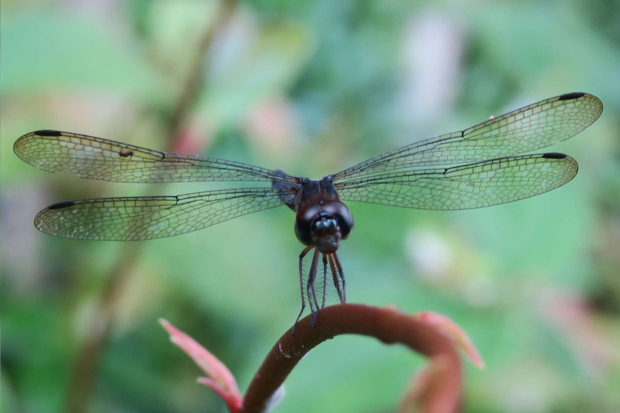 Imagem de Orchithemis pulcherrima Brauer 1878