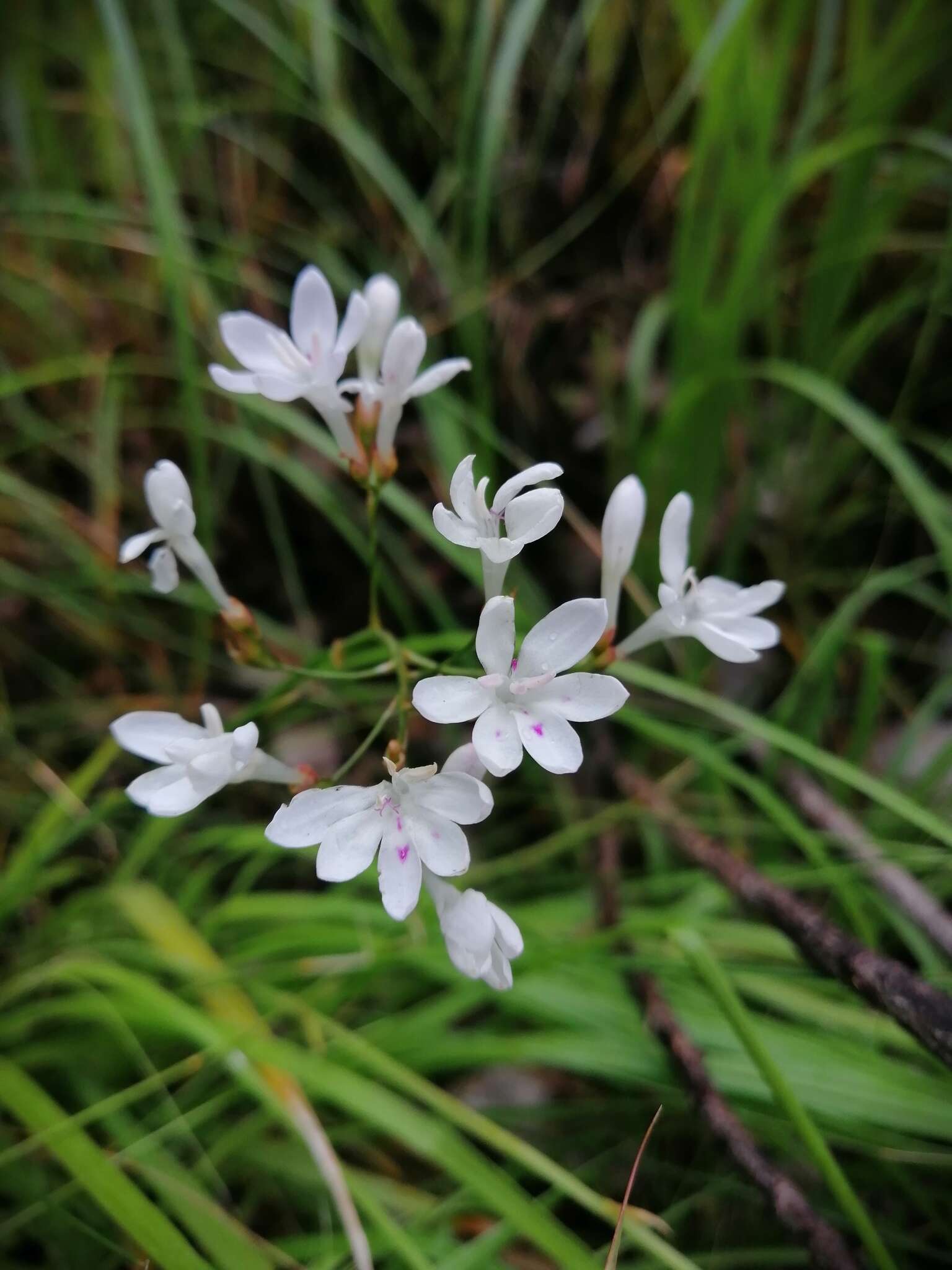 Image of Schizorhiza neglecta (Goldblatt) Goldblatt & J. C. Manning