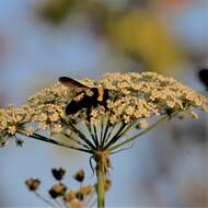 Слика од Bombus fraternus (Smith 1854)