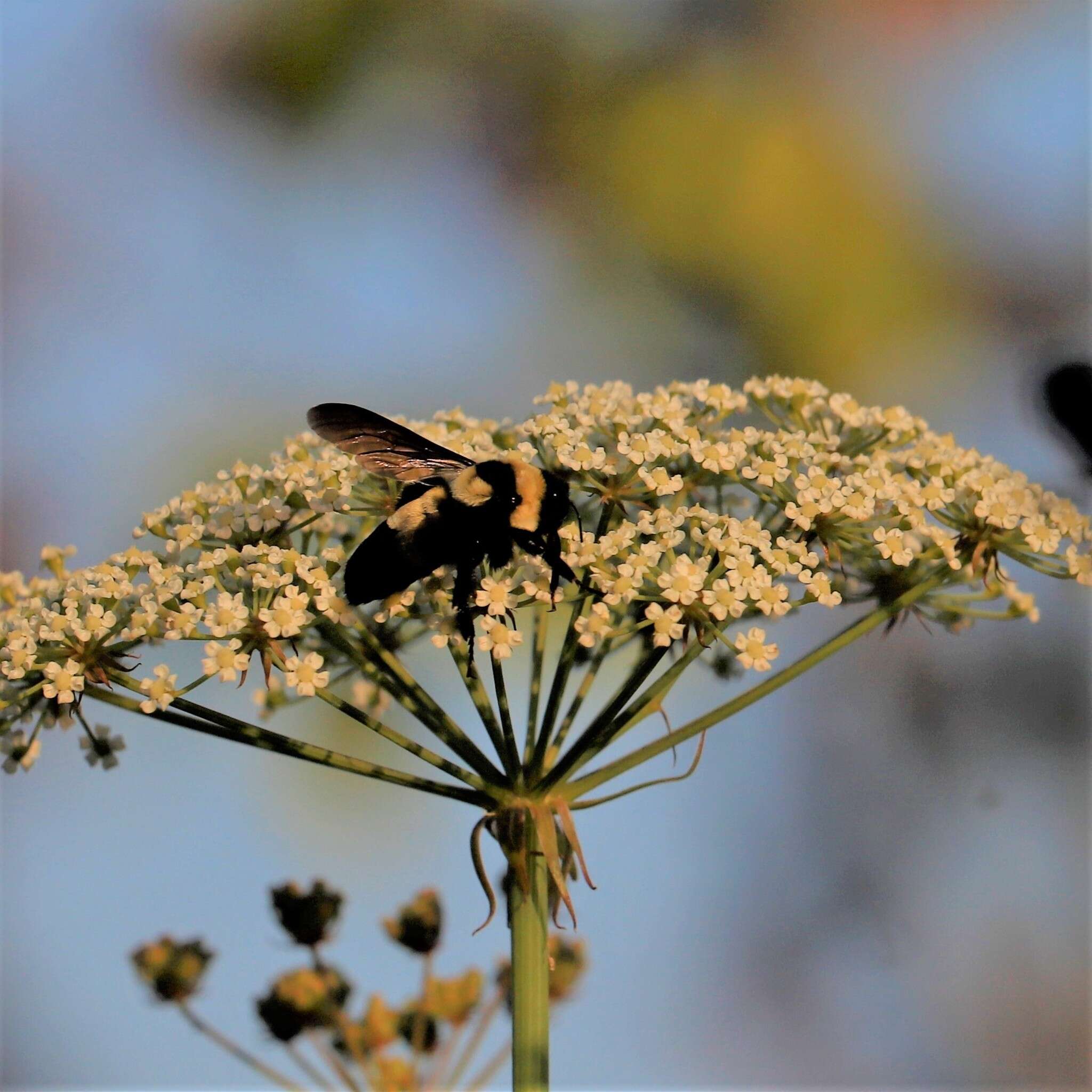 Слика од Bombus fraternus (Smith 1854)