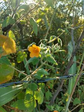 Image of tropical blazingstar