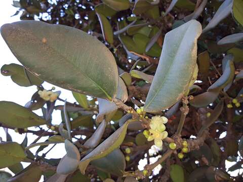 Image de Garcinia pervillei (Planch. & Triana) Vesque