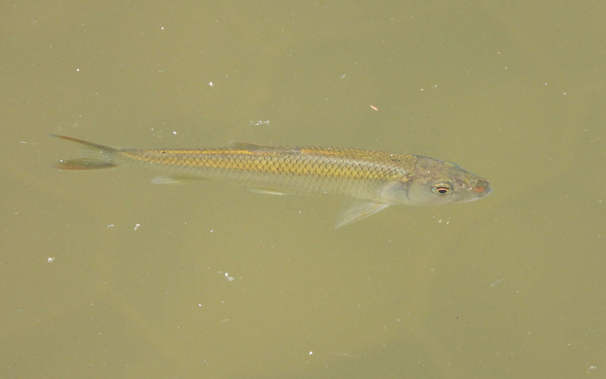 Image of Opsariichthys bidens Günther 1873