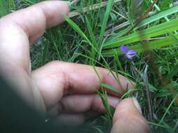 Image of Psoralea laxa T. M. Salter