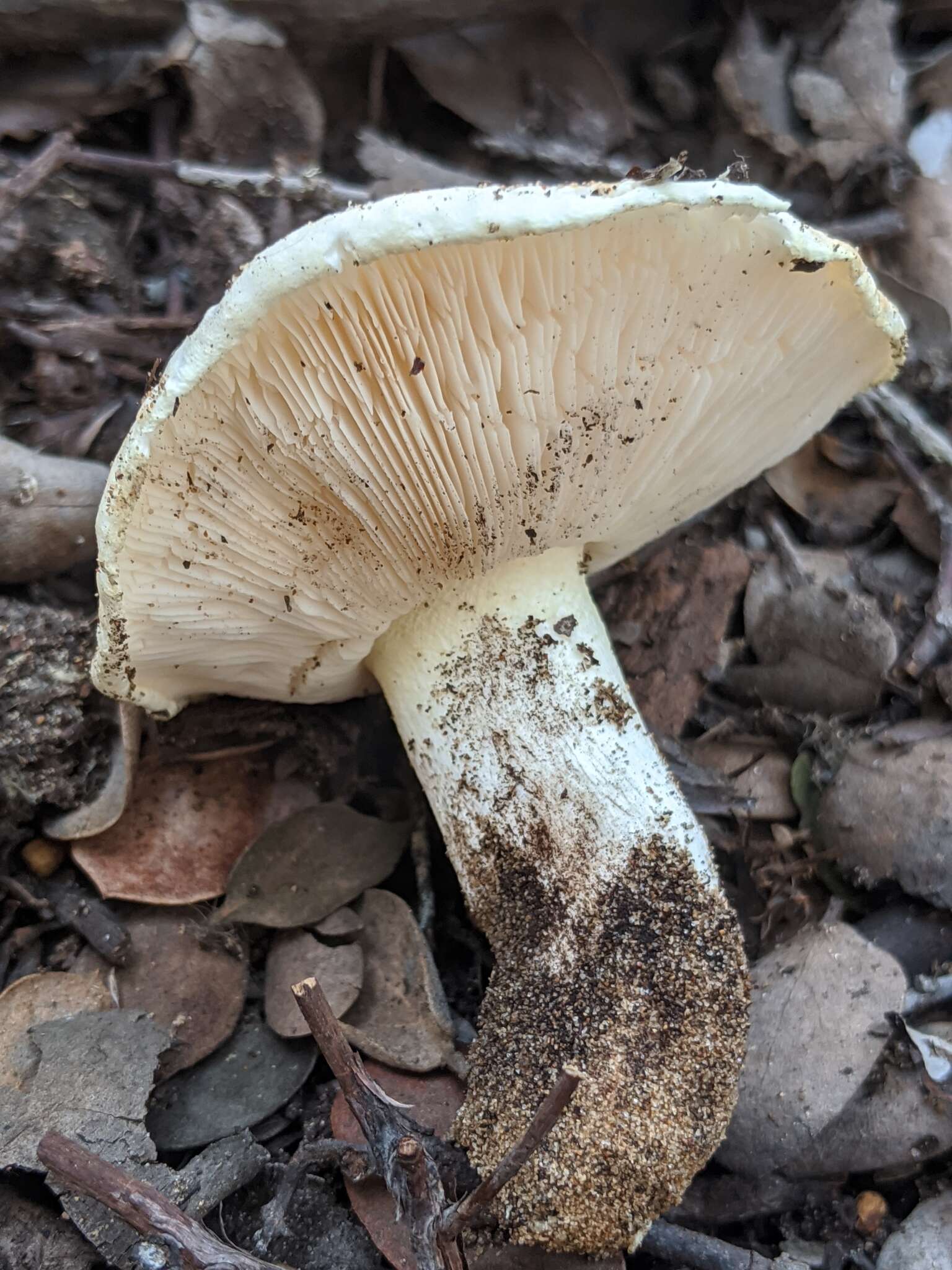 Image de Tricholoma manzanitae T. J. Baroni & Ovrebo 1983