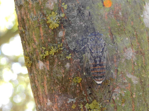 Image of Cicada orni Linnaeus 1758