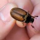 Image of Eglin Uplands Scarab Beetle