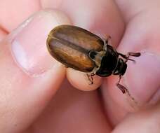 Image of Eglin Uplands Scarab Beetle