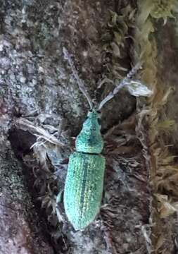 Plancia ëd Phyllobius (Dieletus) argentatus Linnaeus 1758