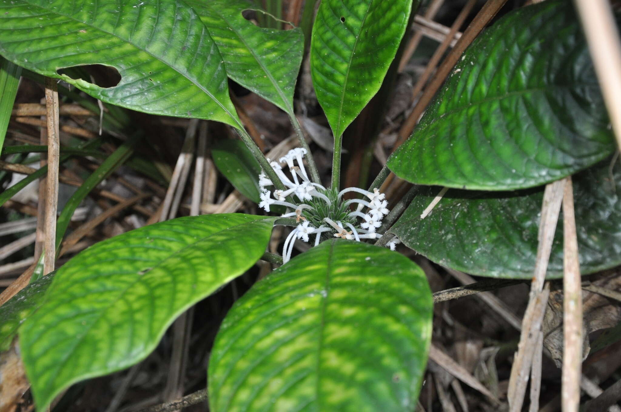 Image of Amphidasya panamensis C. M. Taylor