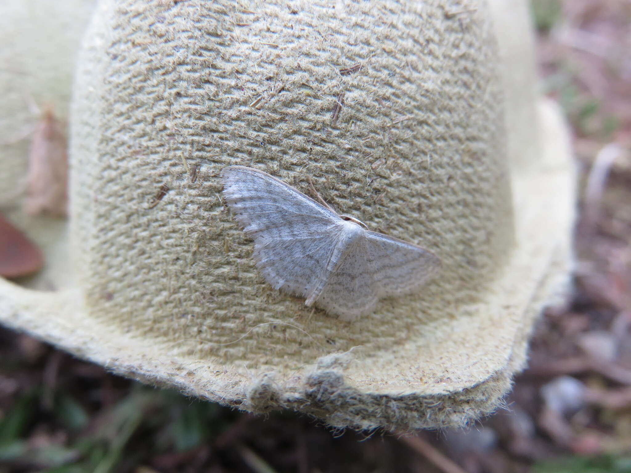 صورة Idaea subsericeata Haworth 1809