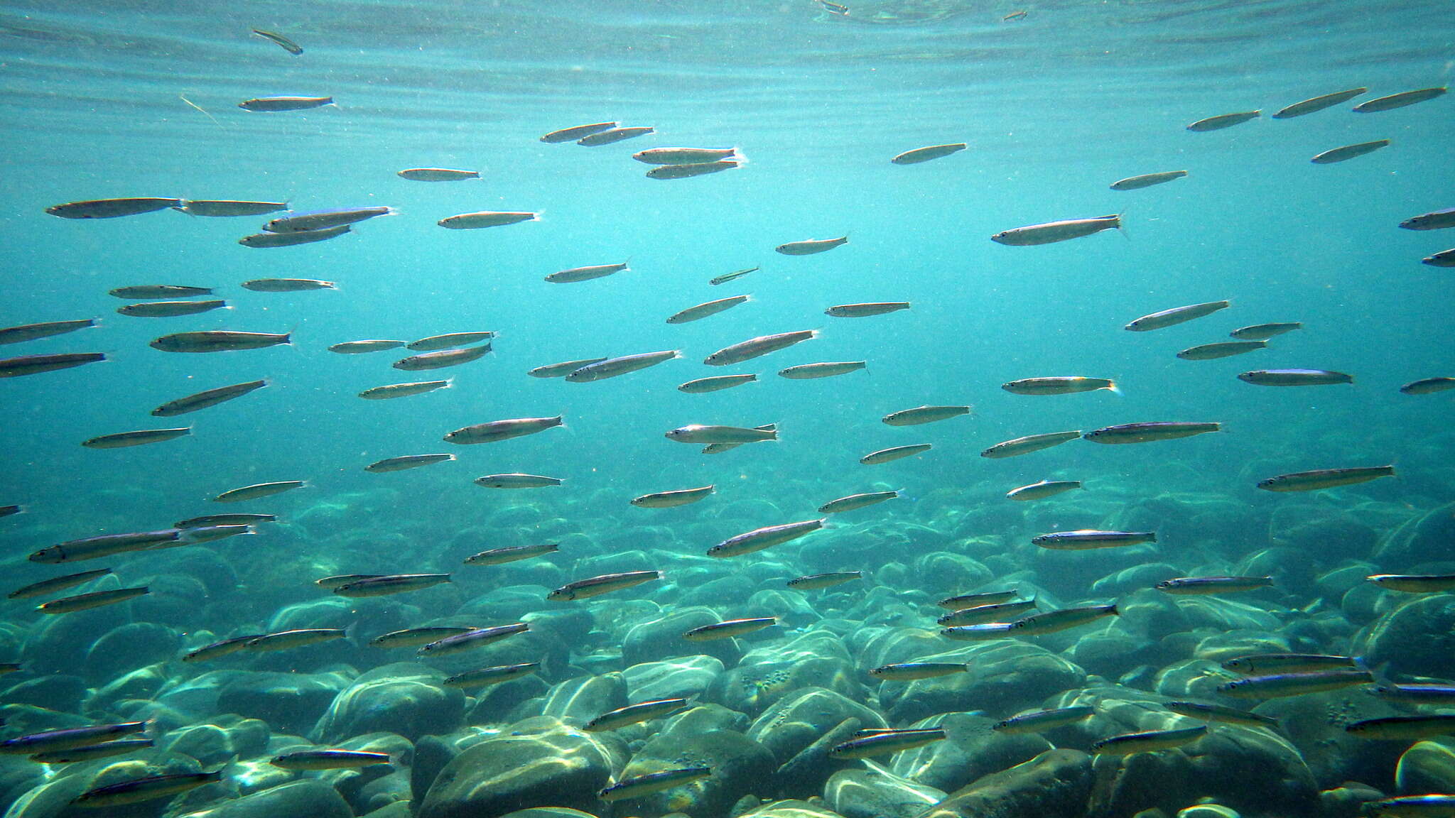 Image of Blue sardine