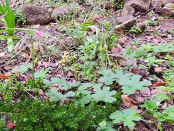 Image of Pelargonium alchemilloides (L.) L'Her. ex Soland.