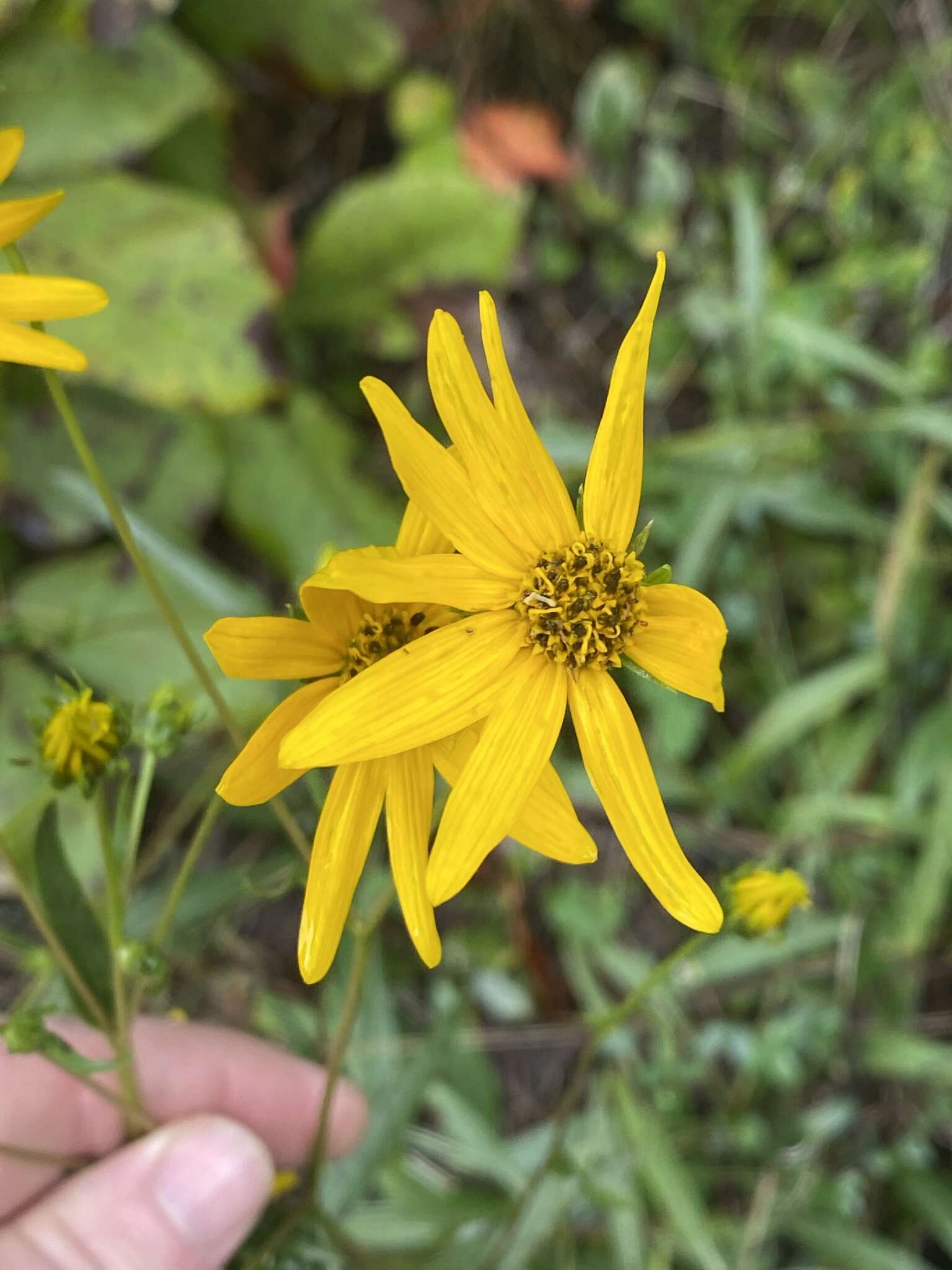 Image of longleaf sunflower