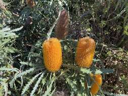 Image of Banksia prionotes Lindl.