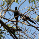 Image of Bristle-crowned Starling