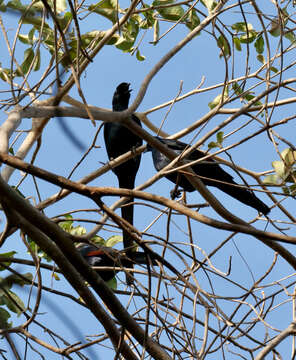 Image of Bristle-crowned Starling