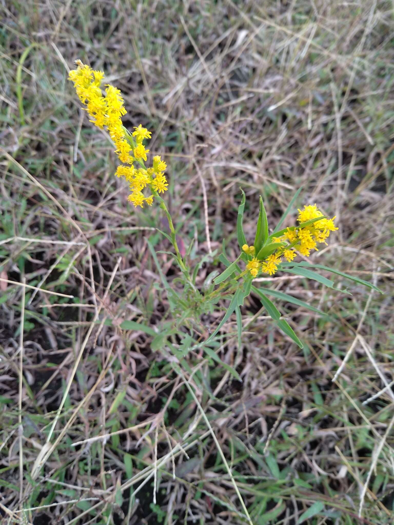 Image of Solidago chilensis Meyen